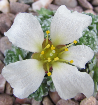 Saxifraga wendelboi